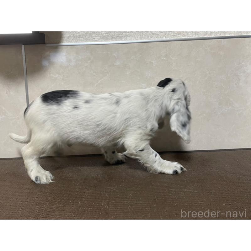 販売中の東京都のイングリッシュコッカースパニエル-425047の7枚目