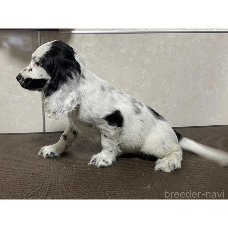 販売中の東京都のイングリッシュコッカースパニエル-425047の6枚目