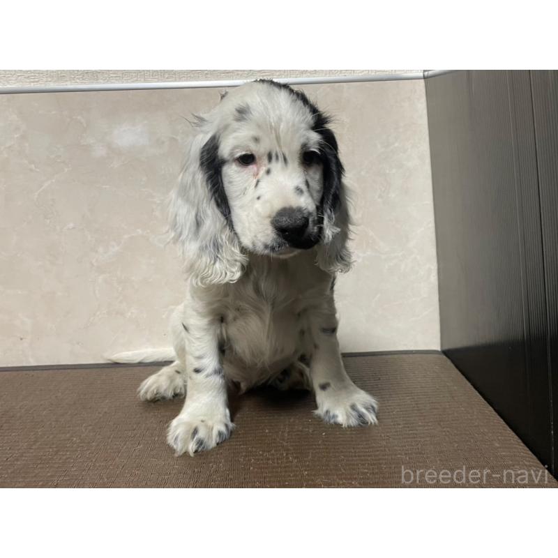 販売中の東京都のイングリッシュコッカースパニエル-425047の5枚目
