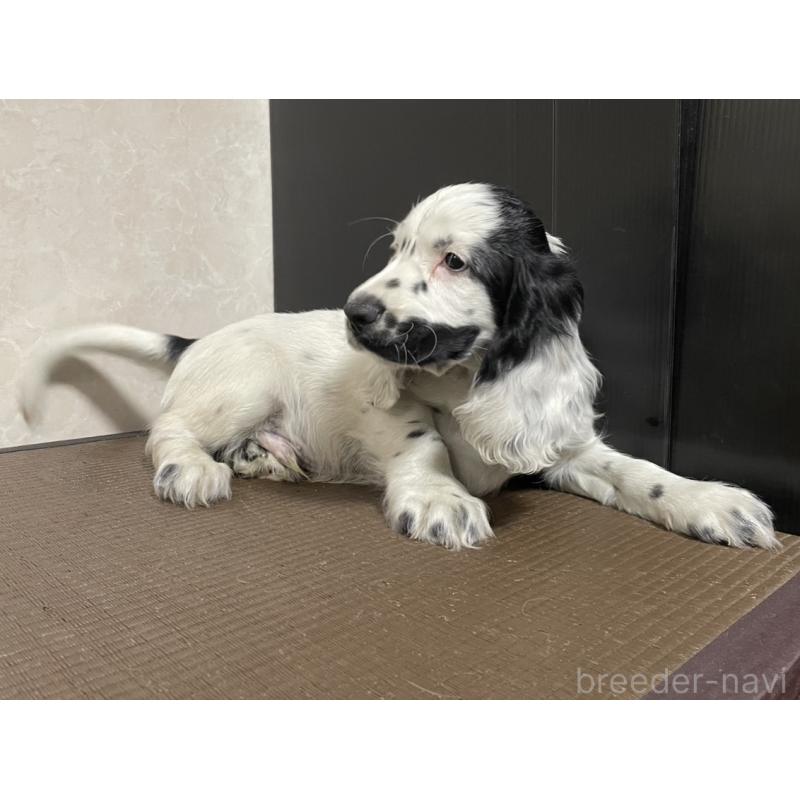 販売中の東京都のイングリッシュコッカースパニエル-425047の4枚目