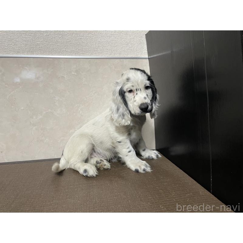 販売中の東京都のイングリッシュコッカースパニエル-425047の3枚目