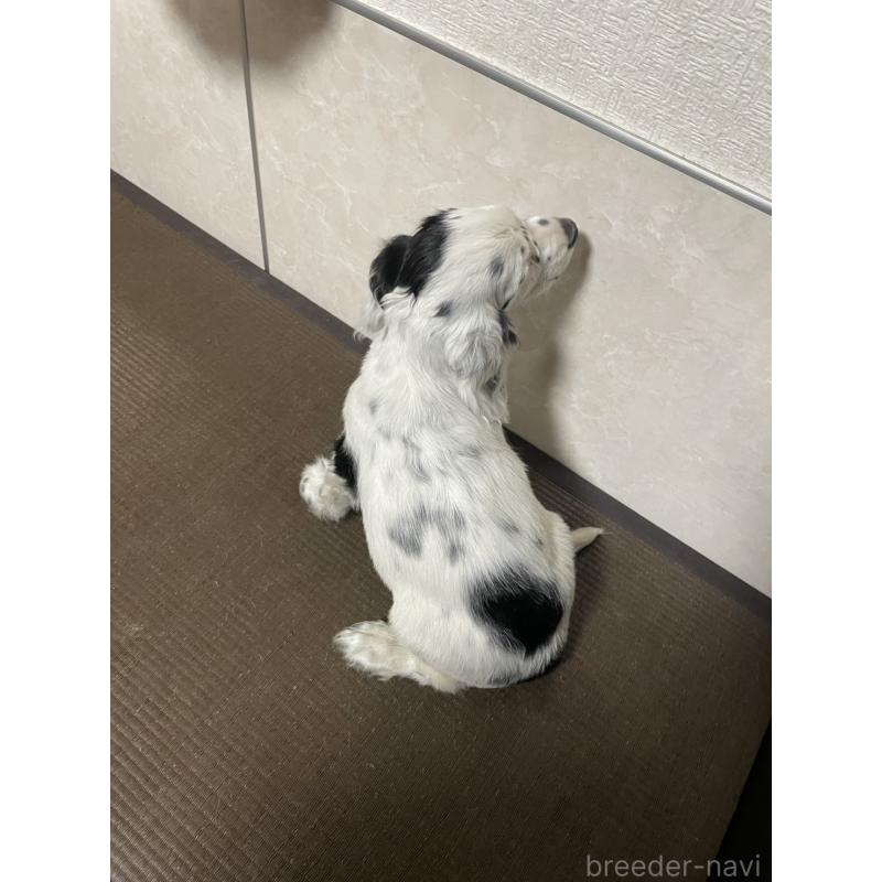 販売中の東京都のイングリッシュコッカースパニエル-425047の2枚目