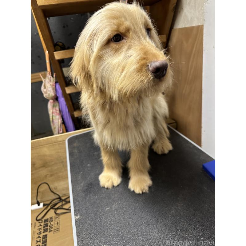 販売中の青森県のゴールデンドゥードル:ゴールデンレトリーバー×プードル-411050の5枚目