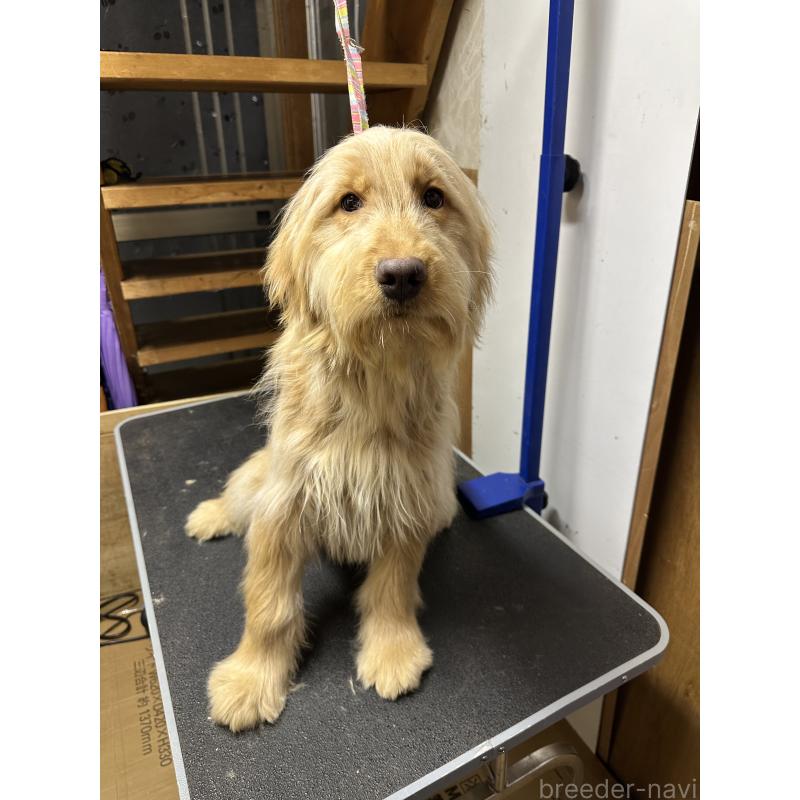 販売中の青森県のゴールデンドゥードル:ゴールデンレトリーバー×プードル-411050の4枚目