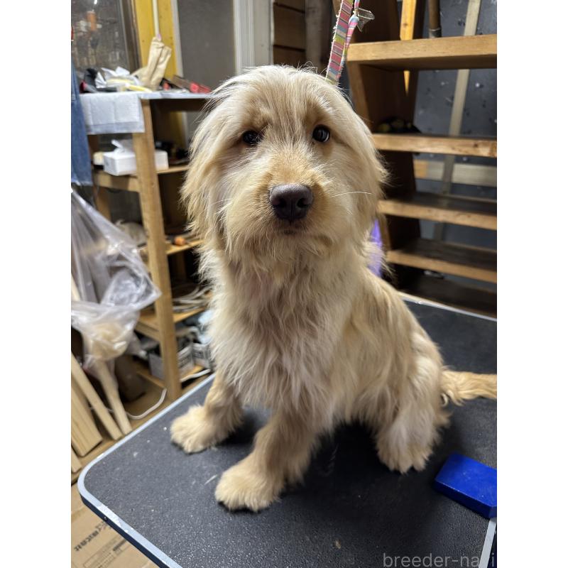 販売中の青森県のゴールデンドゥードル:ゴールデンレトリーバー×プードル-411050