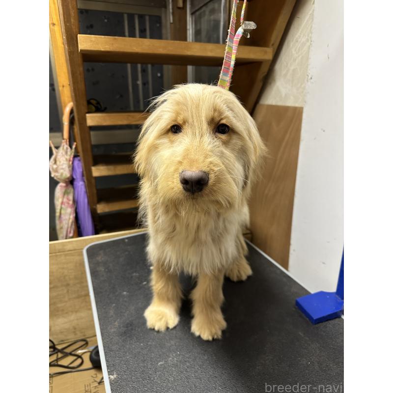 販売中の青森県のゴールデンドゥードル:ゴールデンレトリーバー×プードル-411050の3枚目