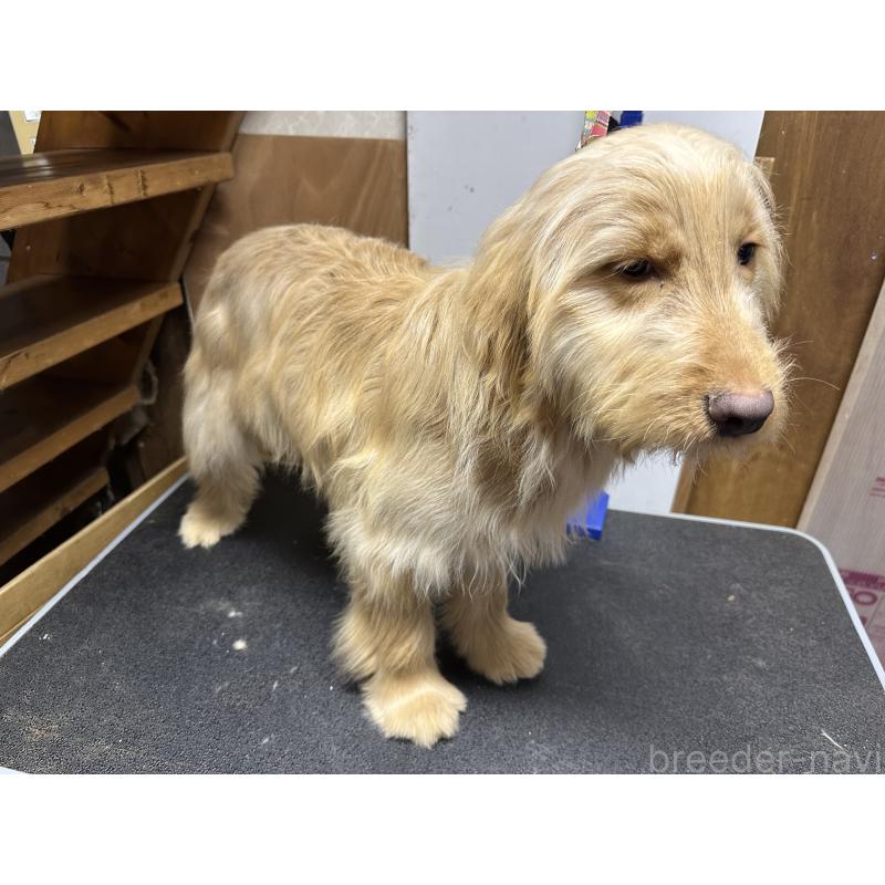 販売中の青森県のゴールデンドゥードル:ゴールデンレトリーバー×プードル-411050の2枚目