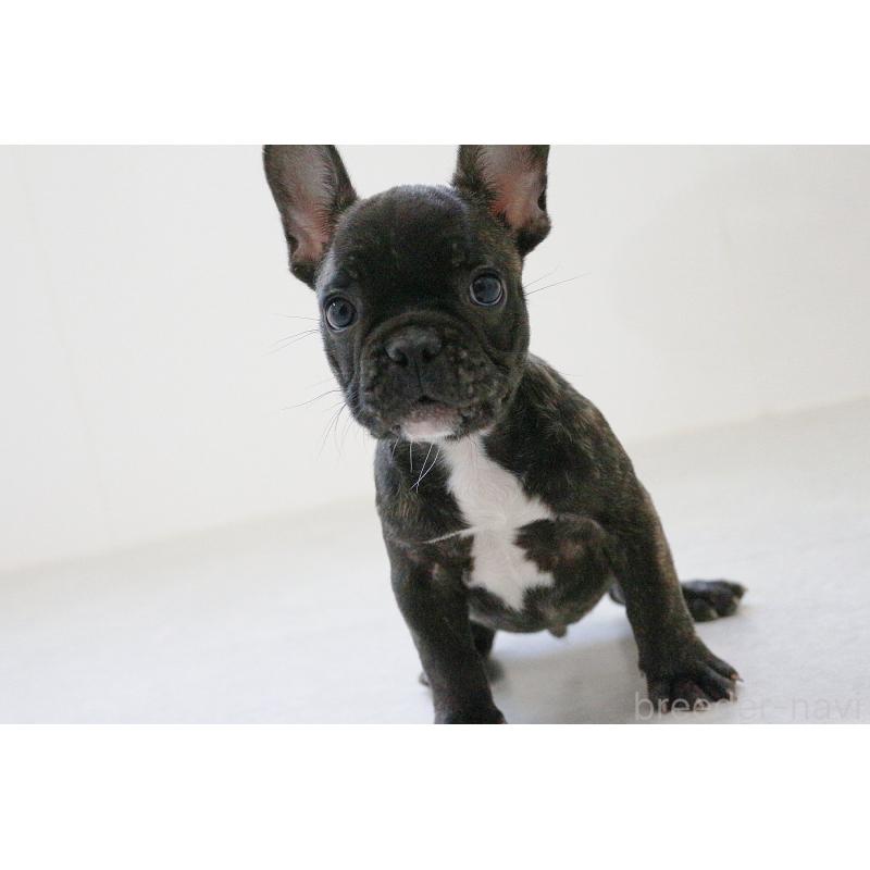販売中の京都府のフレンチブルドッグ-426767の5枚目