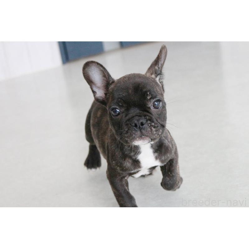 販売中の京都府のフレンチブルドッグ-426767の4枚目
