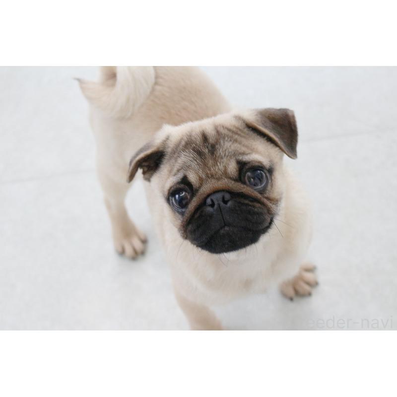 販売中の京都府のパグ-416405の7枚目