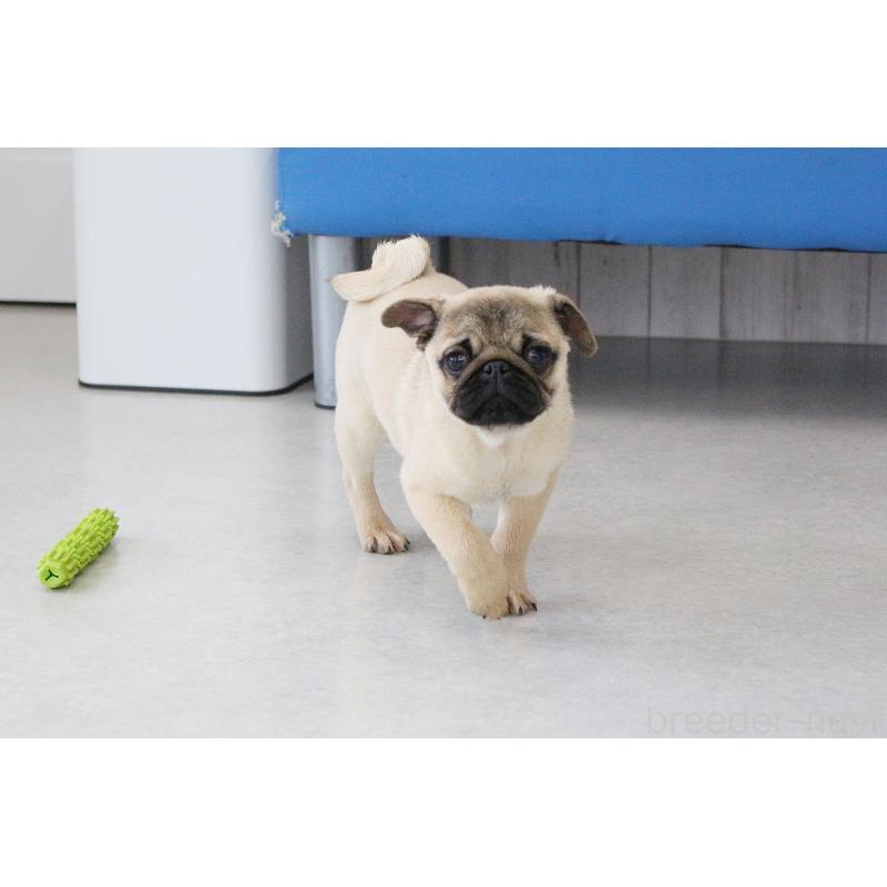 販売中の京都府のパグ-416405の6枚目