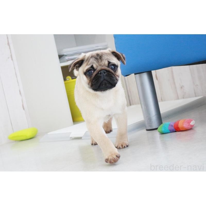 販売中の京都府のパグ-416405の5枚目