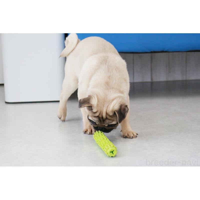 販売中の京都府のパグ-416405の4枚目