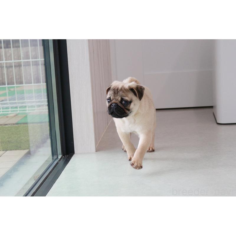 販売中の京都府のパグ-416405の3枚目