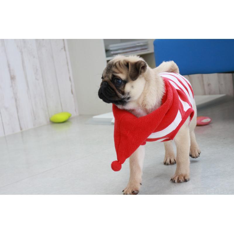 販売中の京都府のパグ-416405の2枚目