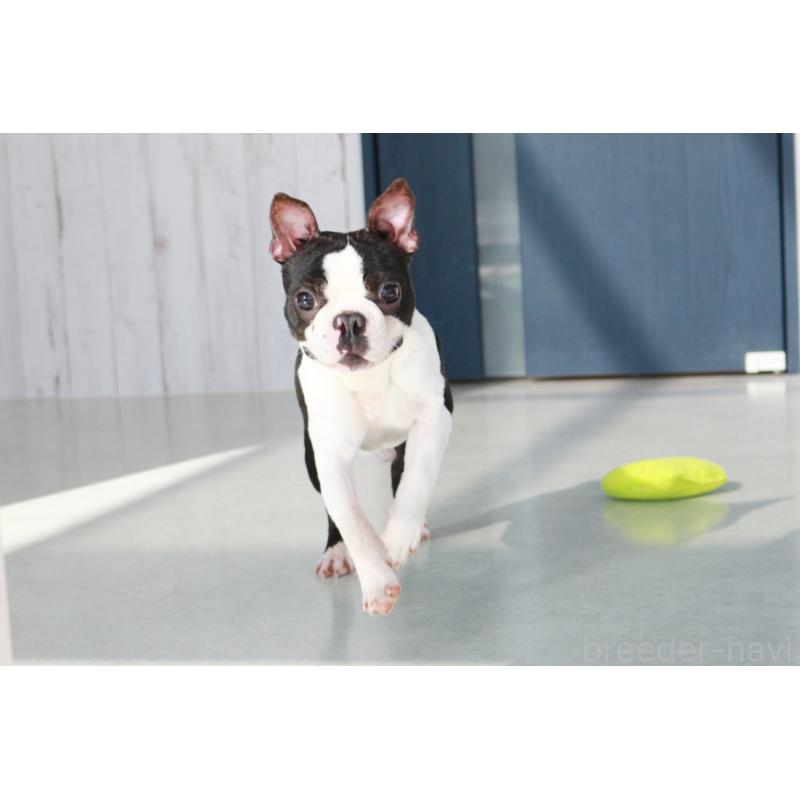 販売中の京都府のボストンテリア-403329の7枚目