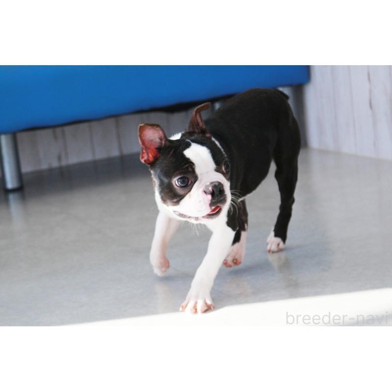 販売中の京都府のボストンテリア-403329の6枚目