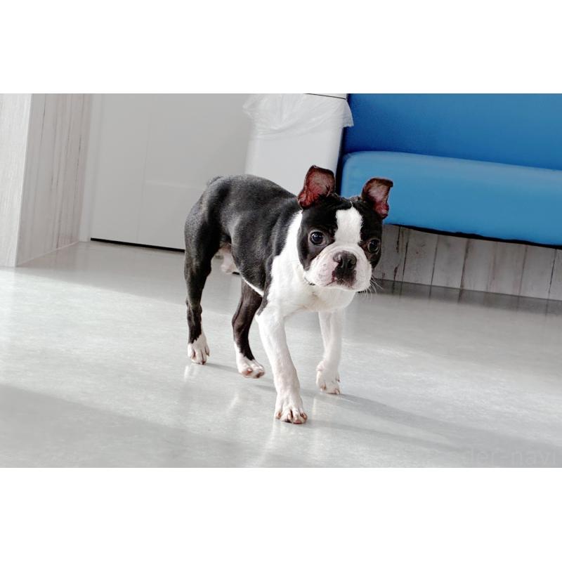 販売中の京都府のボストンテリア-403329の5枚目