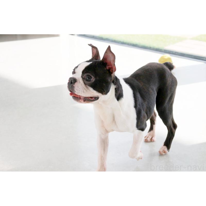 販売中の京都府のボストンテリア-403329の4枚目