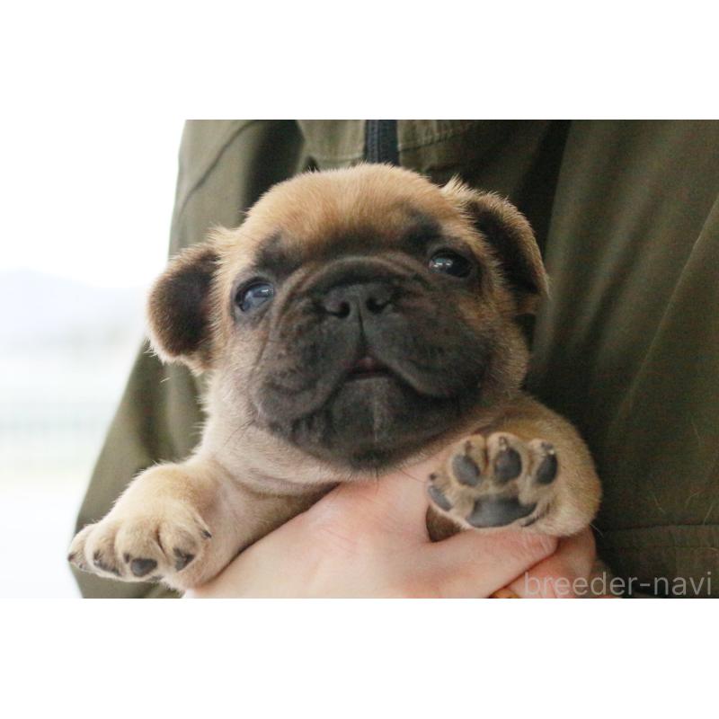 販売中の京都府のフレンチブルドッグ-435379の1枚目