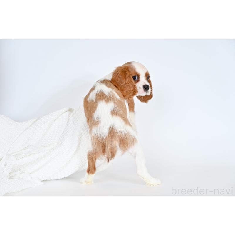 販売中の福岡県のキャバリアキングチャールズスパニエル-427529の3枚目
