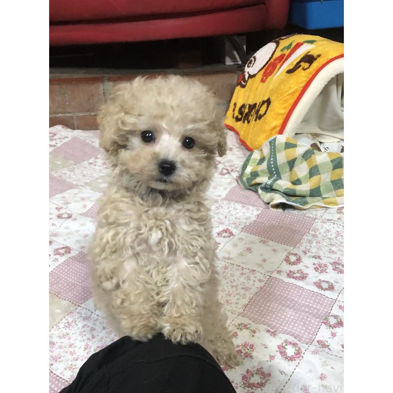 成約済の兵庫県のトイプードル-431957の17枚目