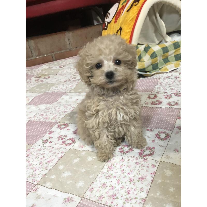 販売中の兵庫県のトイプードル-431957