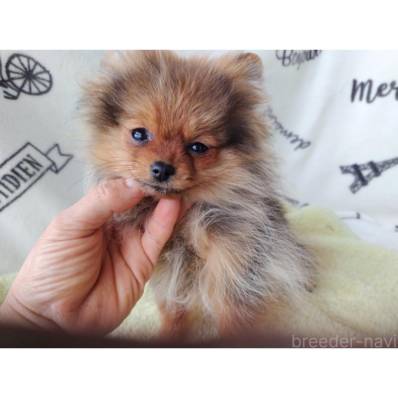 販売中の栃木県のポメラニアン-415881の4枚目