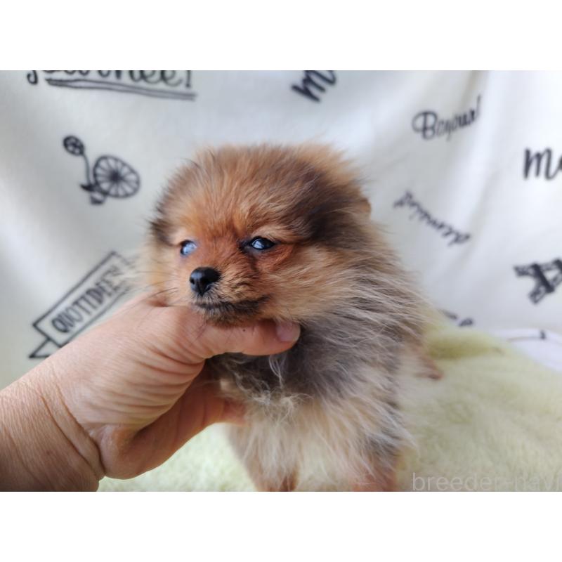 販売中の栃木県のポメラニアン-415881の3枚目
