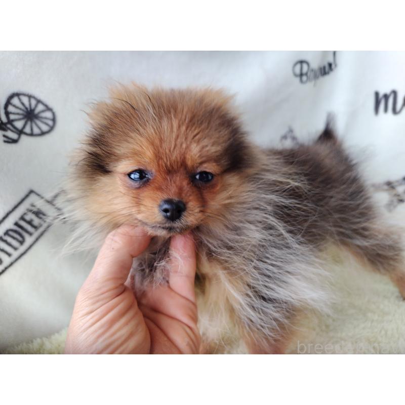 販売中の栃木県のポメラニアン-415881の2枚目