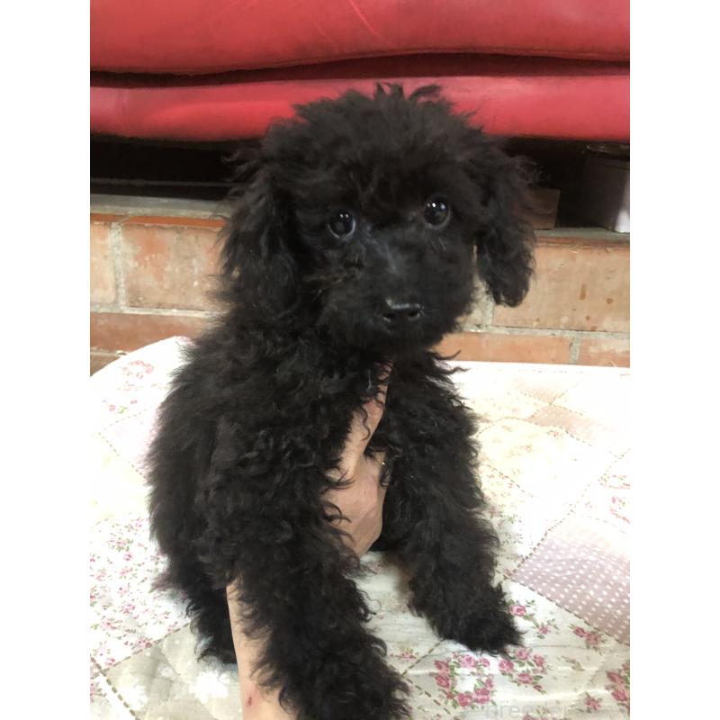 販売中の兵庫県のトイプードル-431955