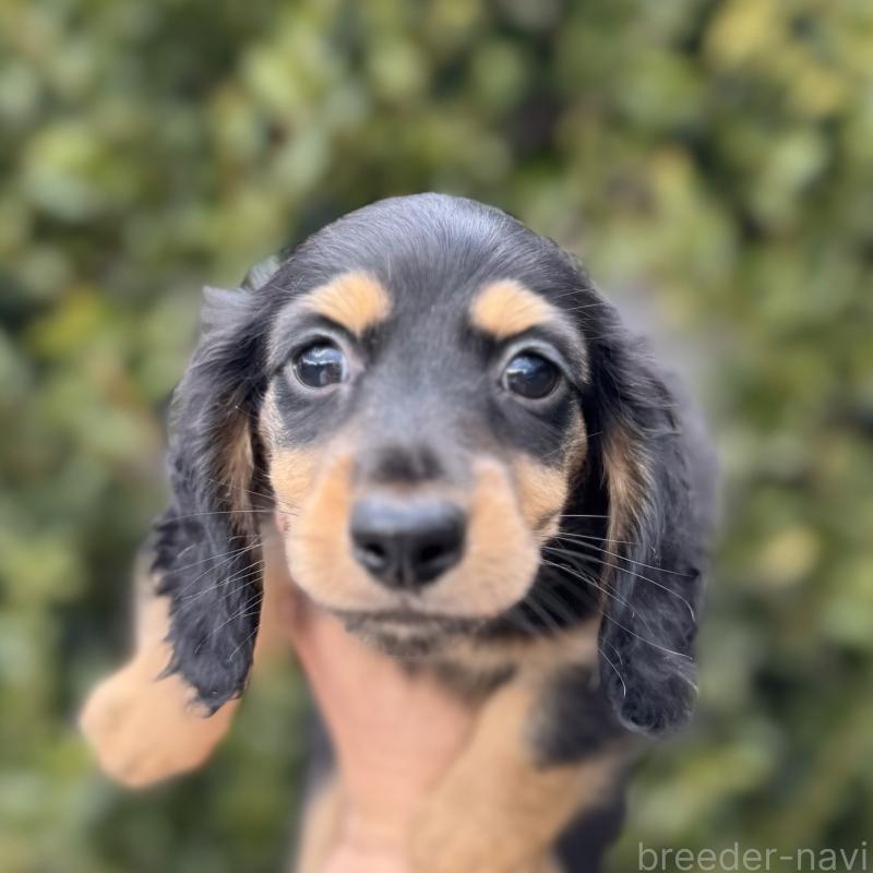 販売中の福岡県のミニチュアダックスフンド(ロングヘアード)-429932