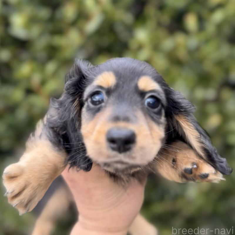 成約済の福岡県のミニチュアダックスフンド(ロングヘアード)-429933の1枚目