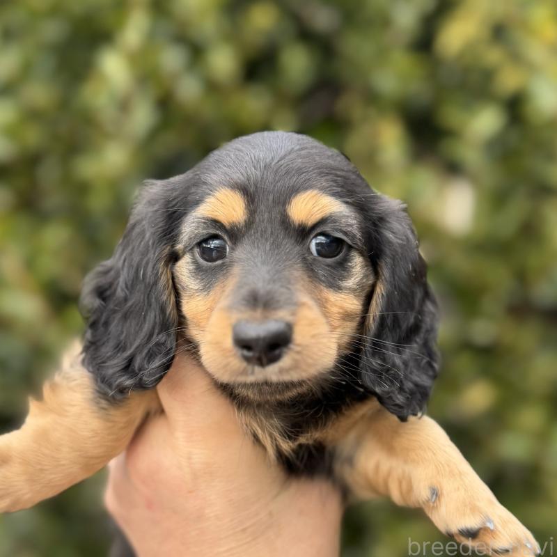 販売中の福岡県のミニチュアダックスフンド(ロングヘアード)-429934