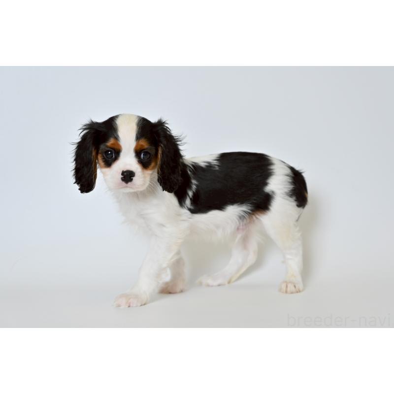 販売中の福岡県のキャバリアキングチャールズスパニエル-427549の2枚目