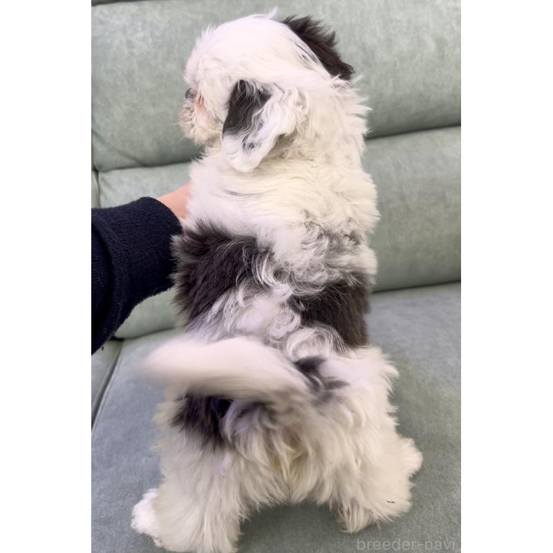 販売中の奈良県のシーズー-430092の2枚目