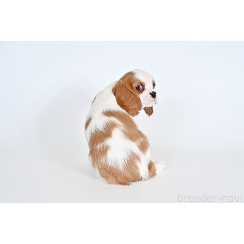 販売中の福岡県のキャバリアキングチャールズスパニエル-431266の5枚目
