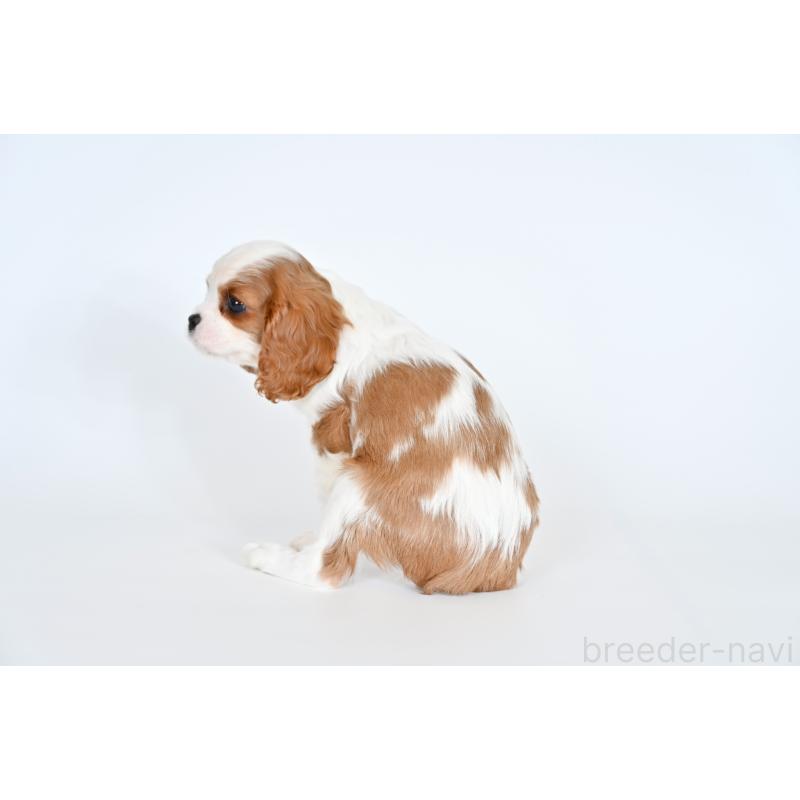 販売中の福岡県のキャバリアキングチャールズスパニエル-431269の5枚目