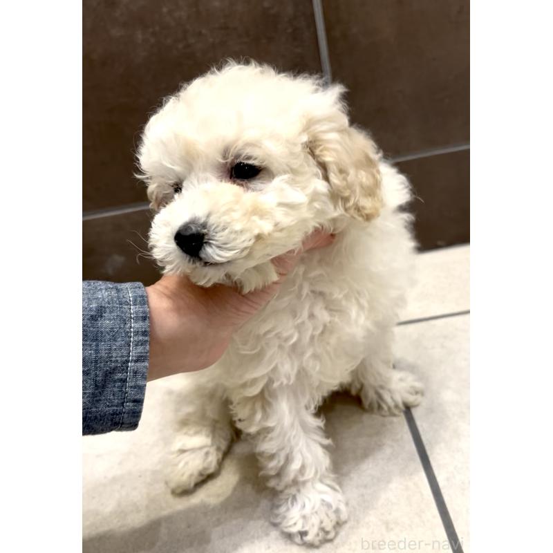 販売中の奈良県のミニチュアプードル-427156の11枚目