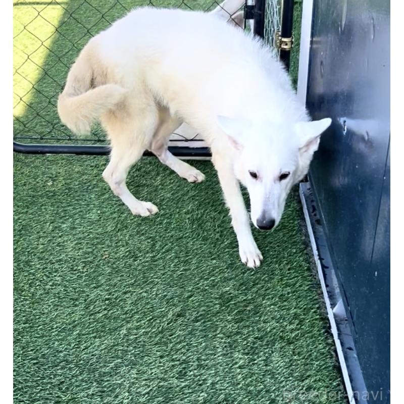 商談中の奈良県のホワイトシェパード-432256の2枚目