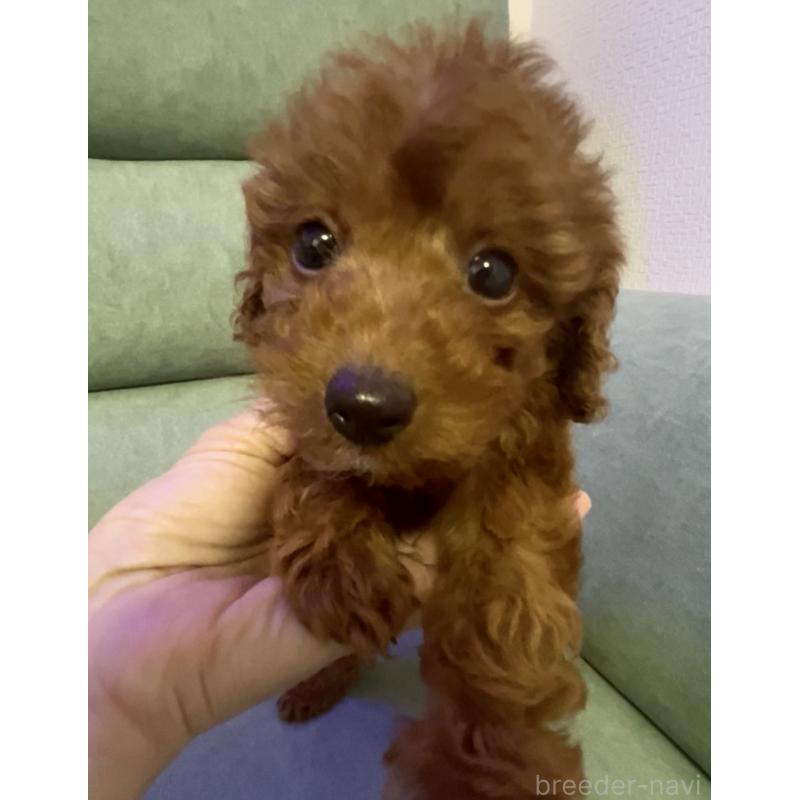 販売中の奈良県のタイニープードル-433066
