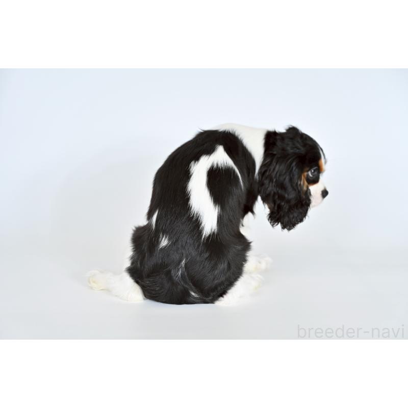 販売中の福岡県のキャバリアキングチャールズスパニエル-420591の2枚目