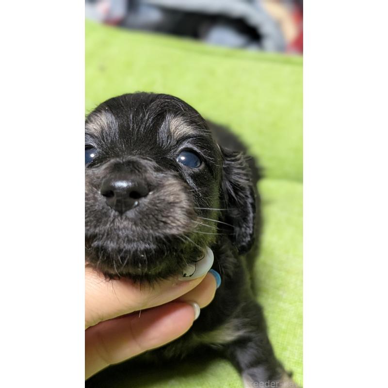 販売中の愛知県のミニチュアダックスフンド(ロングヘアード)-432934の12枚目