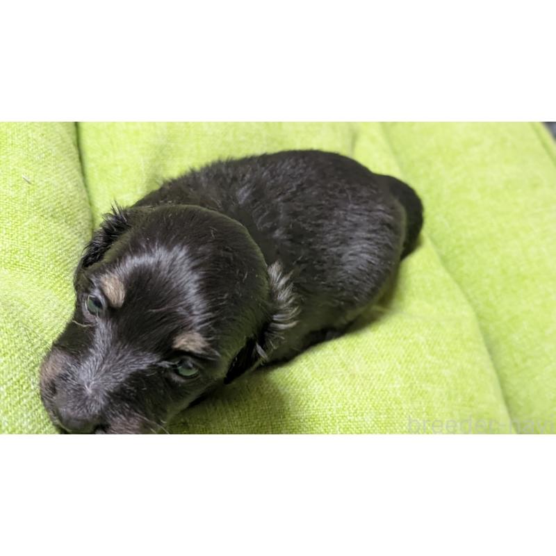 販売中の愛知県のミニチュアダックスフンド(ロングヘアード)-432934の11枚目