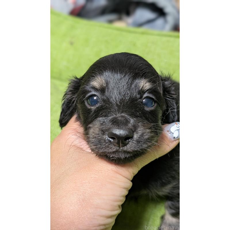 販売中の愛知県のミニチュアダックスフンド(ロングヘアード)-432934の10枚目