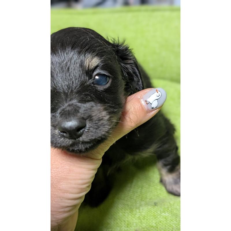 販売中の愛知県のミニチュアダックスフンド(ロングヘアード)-432934の9枚目