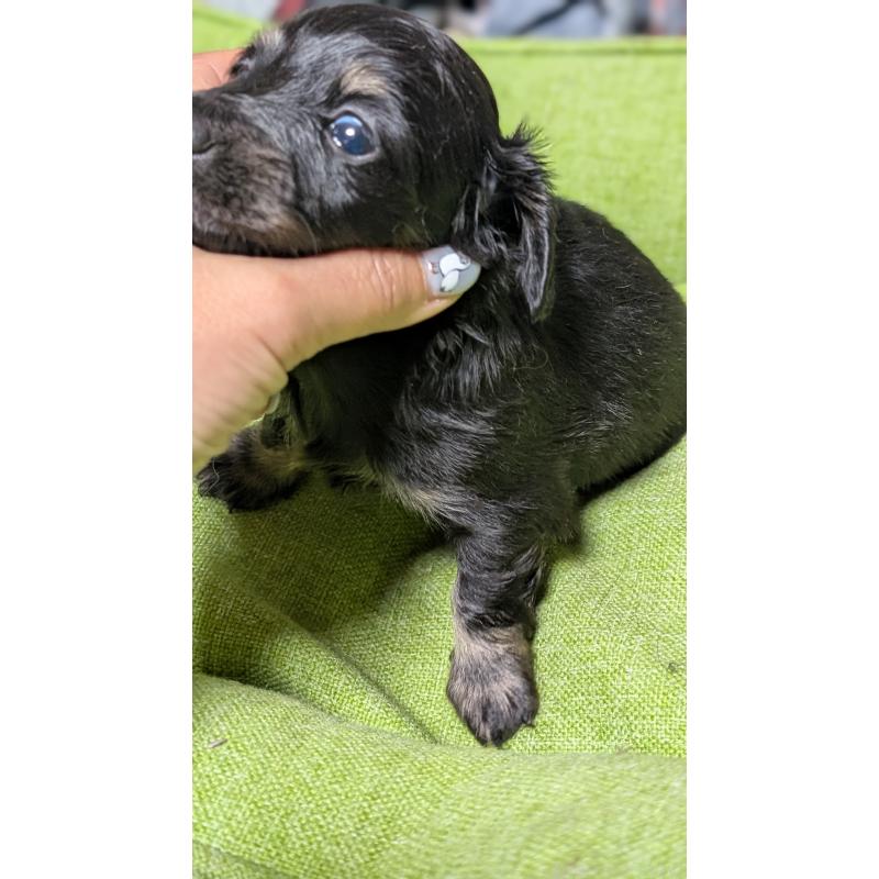 販売中の愛知県のミニチュアダックスフンド(ロングヘアード)-432934の8枚目