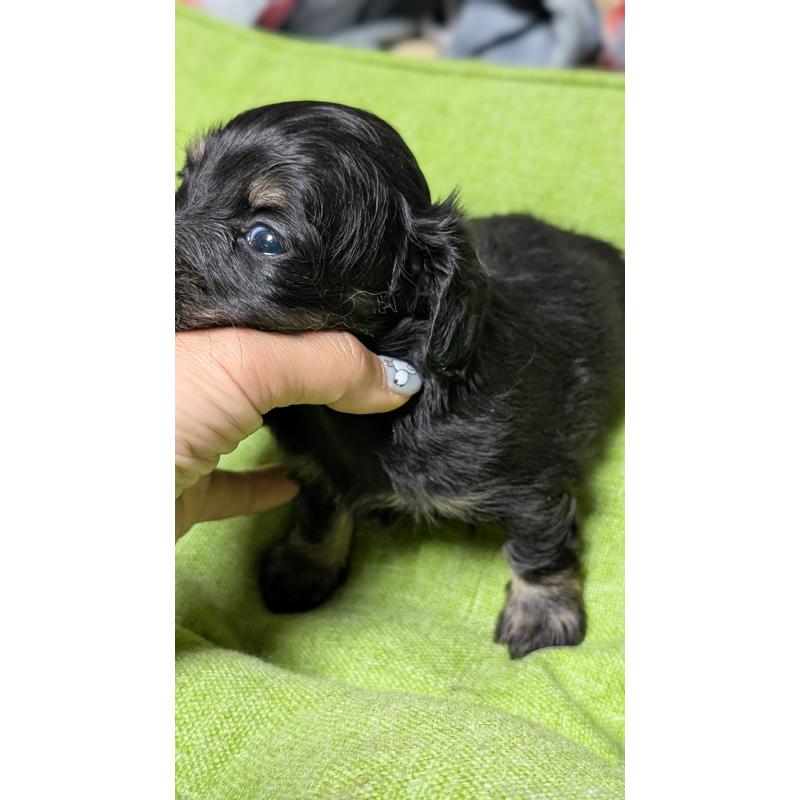 販売中の愛知県のミニチュアダックスフンド(ロングヘアード)-432934の7枚目