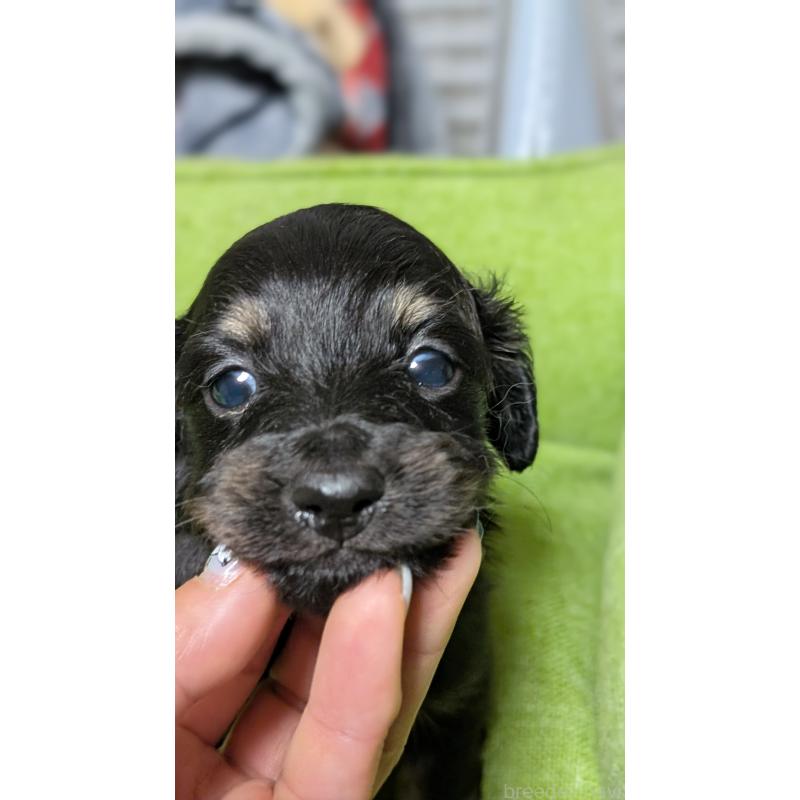 販売中の愛知県のミニチュアダックスフンド(ロングヘアード)-432934の6枚目