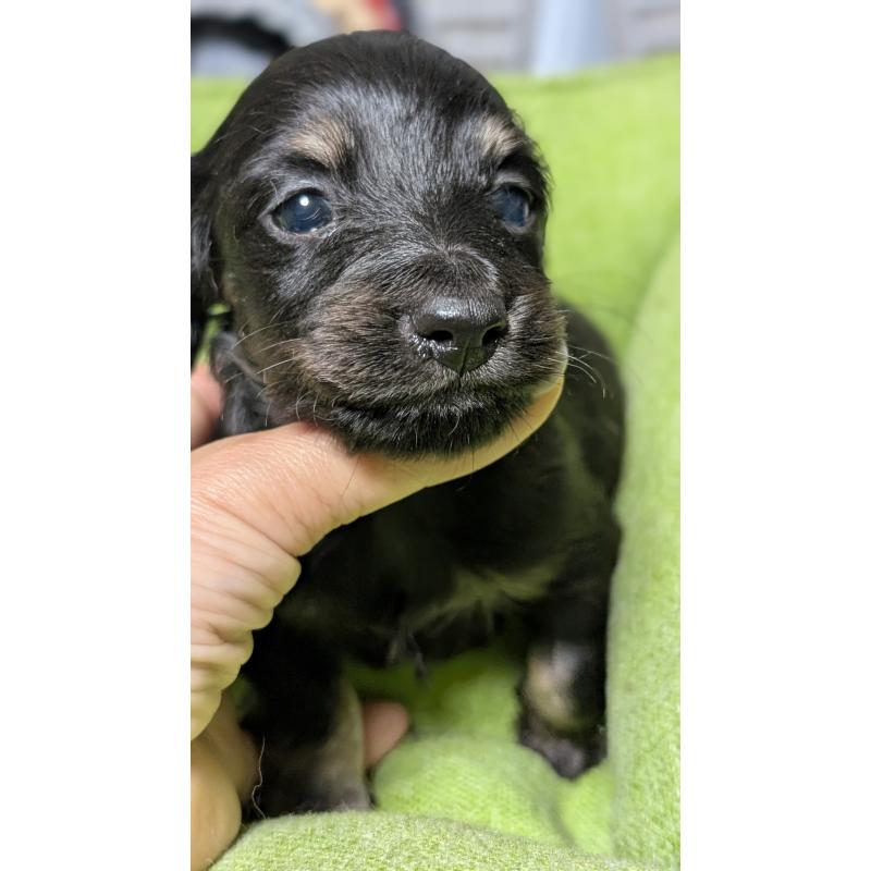 販売中の愛知県のミニチュアダックスフンド(ロングヘアード)-432934の5枚目